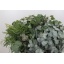 product/img.floraplaza.nl/LEUCMIX5-LIVE_fotos-0xBD6E22C197147875ECBEF4B9ACA5E0564F066985.jpg