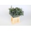 product/img.floraplaza.nl/LEUCMIX5-LIVE_fotos-0xE4BC4C6889371BAA7AA12270A483E73C9BA8EA0E.jpg