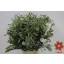 product/img.floraplaza.nl/LEUCMIX7-ASSORTI_fotos-Magnet-Blad eucalyptus mix per bunch 200gr.JPG