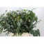 product/img.floraplaza.nl/LEUCMIX7-LIVE_fotos-0x46CCB7EFAAB71DF0942D432BED62DFA5EA03157D.jpg