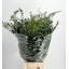 product/img.floraplaza.nl/LEUCMIX7-LIVE_fotos-0xF5E0B1F066A210334528BF3F5A102B1BED517B2C.jpg