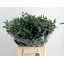 product/img.floraplaza.nl/LEUCPAR5-LIVE_fotos-0x858FCFDFD4C05DE5FF0537B1527B35AFC3A4A4F1.jpg