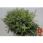product/img.floraplaza.nl/LEUCPAR7-ASSORTI_fotos-Magnet-Blad eucalyptus parvifolia 400gr.JPG