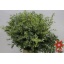 product/img.floraplaza.nl/LEUCPAR7-ASSORTI_fotos-Magnet-Blad eucalyptus parvifolia 400gr.JPG