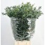 product/img.floraplaza.nl/LEUCPAR7-LIVE_fotos-0x4BC29CFEE983EB9A8C9B06EEDEAA42FEEAEC4F9F.jpg