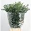 product/img.floraplaza.nl/LEUCPAR7-LIVE_fotos-0x5FA1656CC97ADF81D3E40F6F25233121890960D6.jpg
