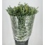 product/img.floraplaza.nl/LEUCPAR7-LIVE_fotos-0xD0AAA98C3221D657323BF6905E788A52A024D2EE.jpg
