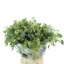 product/img.floraplaza.nl/LEUCPOL65M-LIVE_fotos-0x0F94FCA3619DBE3F952B21DB015B61C100C9981B.jpg