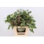 product/img.floraplaza.nl/LEUCPOL65M-LIVE_fotos-0xCBF464D9231127765AE5F6821A61F5C44EDA0629.jpg