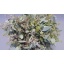 product/img.floraplaza.nl/LEUCPOP6-LIVE_fotos-0x2DBE865A7F4B157C325961CB9B6B7F22EEA90D33.jpg