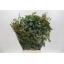 product/img.floraplaza.nl/LEUCPOP6-LIVE_fotos-0xFA82BE394931C73B7BE0EA826F35AE3C5BED9BAB.jpg