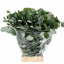 product/img.floraplaza.nl/LEUCPOP7-LIVE_fotos-0x65A217EBFD8E9CBB57BB9C6AD4EE5AF2AA9987B5.jpg