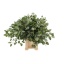 product/img.floraplaza.nl/LEUCPOP7-LIVE_fotos-0x96C9D14407B1D902D0CE2B1950D78D068709EF17.jpg