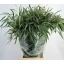 product/img.floraplaza.nl/LEUCROB7-LIVE_fotos-0x4B6366B8FF69F2D540C21E1D7A023D300B776D71.jpg