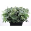 product/img.floraplaza.nl/LEUCROB7-LIVE_fotos-0x6BA6FEC55F8DB67A80393240A69C0227C71C76CD.jpg