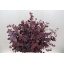 product/img.floraplaza.nl/LEUCROB7-LIVE_fotos-0x8B6FD5414DF3D540EDA6F09AA715E53FB4239F45.jpg