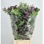 product/img.floraplaza.nl/LEUCSTU-LIVE_fotos-0xBDA443F25DD1601BB98EEE61CC9F442B6EC753E5.jpg
