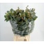product/img.floraplaza.nl/LEUCTER6M-LIVE_fotos-0xA4B4FE880570ABB9840465919664D0FB830BEE71.jpg