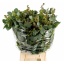 product/img.floraplaza.nl/LEUCTER6M-LIVE_fotos-0xC0732053A5CA45A16B6E5B5BB418ACE0E6E11C49.jpg