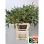 product/img.floraplaza.nl/LEUCTER6M-LIVE_fotos-0xF067E4322A9E4DF5FB3D1E5C97D293F8B783E21D.jpg
