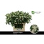product/img.floraplaza.nl/LEUPQUI7-LIVE_fotos-0x8052BBAB6BE1932434D51BE0F91D3F0CDB2D3EE0.jpg