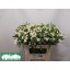 product/img.floraplaza.nl/LEUPQUI7-LIVE_fotos-0xA05120C3A18C7DF699D7706B216972D8A9E9A46C.jpg