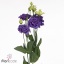 product/img.floraplaza.nl/LEUSALB-ART_fotos-VBN-vbn113795.jpg