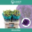 product/img.floraplaza.nl/LEUSALB-LIVE_fotos-0xCED1CB84D0F00D391098FEC04F58C187B1474EF1.jpg