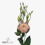 product/img.floraplaza.nl/LEUSALCHA-ART_Fotos-VBN-vbn115374.jpg