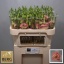 product/img.floraplaza.nl/LEUSALCHA-LIVE_fotos-0xB05442F88550C384C0F6A3C9D0DA98604CC69198.jpg