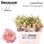 product/img.floraplaza.nl/LEUSALCHA-LIVE_fotos-0xD3F32D5CE8765FF44CD41B981CE92605DF383C10.jpg
