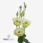 product/img.floraplaza.nl/LEUSALG-ART_fotos-VBN-vbn117923.jpg