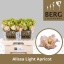 product/img.floraplaza.nl/LEUSALLIA-LIVE_fotos-0xADF969CEBAEF588B72D9481DD9CAA2BDCD4CA7AB.jpg
