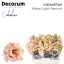 product/img.floraplaza.nl/LEUSALLIA-LIVE_fotos-0xDB390DA2C486912D48DE2039B2C43CE3F8607845.jpg