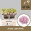 product/img.floraplaza.nl/LEUSALLIP-LIVE_fotos-0xCE4B9A10C3132C212B615FD3398A532BBF5F133B.jpg