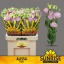 product/img.floraplaza.nl/LEUSALP-LIVE_fotos-0xA61514A4DA7B7310E9C7A69E8877080C6448CAD4.jpg