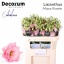 product/img.floraplaza.nl/LEUSALR-LIVE_fotos-0xA198A57BF0DA61477B37F43D23248748A86796DA.jpg