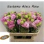 product/img.floraplaza.nl/LEUSALR-LIVE_fotos-0xA747E2604BBBA9E658266D3EC6FAC6B1A7775119.jpg