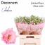 product/img.floraplaza.nl/LEUSALR-LIVE_fotos-0xC8B1AC416208320E0C01BEC40DD399F5E6B1BB48.jpg