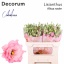 product/img.floraplaza.nl/LEUSALR-LIVE_fotos-0xF4DBA283D07582B94F4E56CEDA76F4FC9CFDB768.jpg