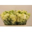 product/img.floraplaza.nl/LEUSALY-LIVE_fotos-0x3F5BBDF2DBA5D32E8FD0743A0D29C7436FCDB95B.jpg