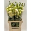 product/img.floraplaza.nl/LEUSALY-LIVE_fotos-0x83C72BC9143679C5EDCD9AD65A06704E33B078BD.jpg