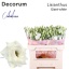 product/img.floraplaza.nl/LEUSAREGW-LIVE_fotos-0xDCDB2E7E84F663B9A523F4999A8E1E3D91581365.jpg