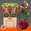 product/img.floraplaza.nl/LEUSAROR-LIVE_fotos-0x23BF5D6D7A797D6015CB0B95EFD0D5645C969396.jpg