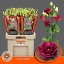 product/img.floraplaza.nl/LEUSAROR-LIVE_fotos-0x397160FF6B3D4F9931670A24B424F163D628F255.jpg