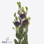 product/img.floraplaza.nl/LEUSBOHBV-ART_Fotos-VBN-vbn123397.jpg
