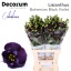 product/img.floraplaza.nl/LEUSBOHBV-LIVE_fotos-0x487254572BE261D6C5F7AC2C2EB30B8213C82344.jpg