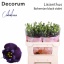 product/img.floraplaza.nl/LEUSBOHBV-LIVE_fotos-0xF74B16AF136DCB6D31D2B3CFF13BE8FA0380EAF4.jpg