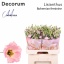 product/img.floraplaza.nl/LEUSBOHFEM-LIVE_fotos-0xF318B970D3E1EFDDB956B6EC52B82ADEBDD2DD52.jpg