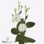 product/img.floraplaza.nl/LEUSCELC-ART_fotos-VBN-vbn122863.jpg